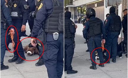 ¿En qué casos se considera maltrato animal y cómo denunciarlo en CDMX? 