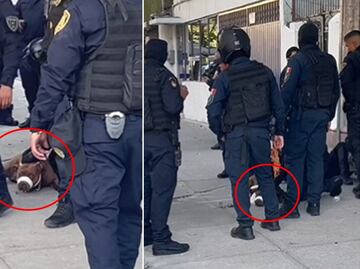 ¿En qué casos se considera maltrato animal y cómo denunciarlo en CDMX?