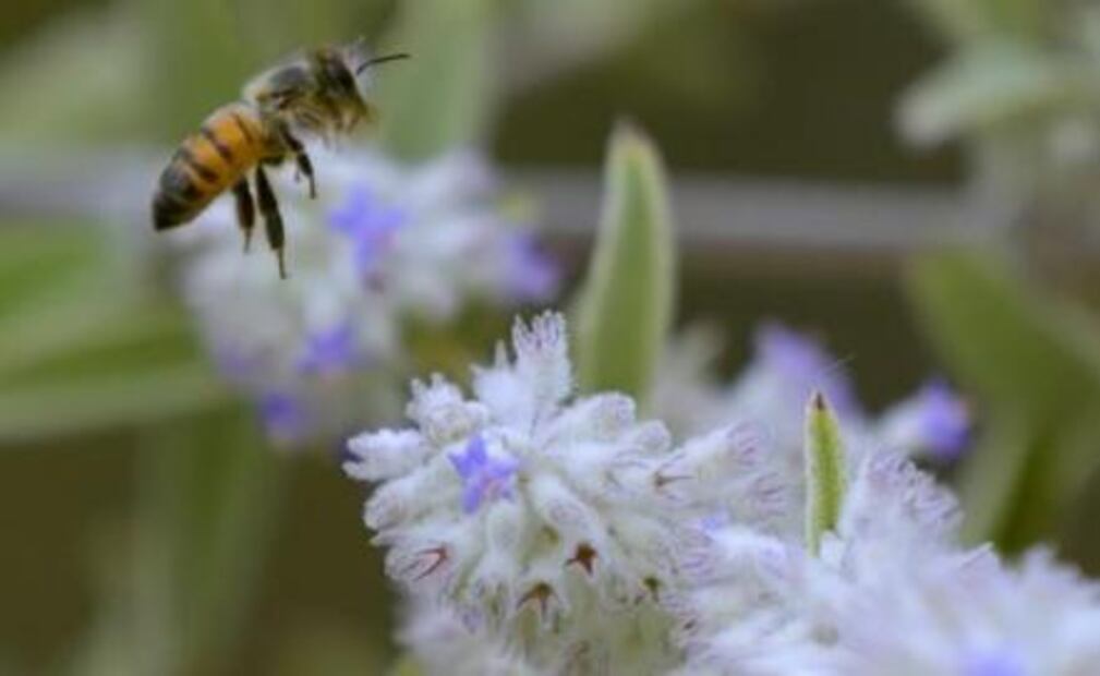 Without bees, the world would face a food crisis