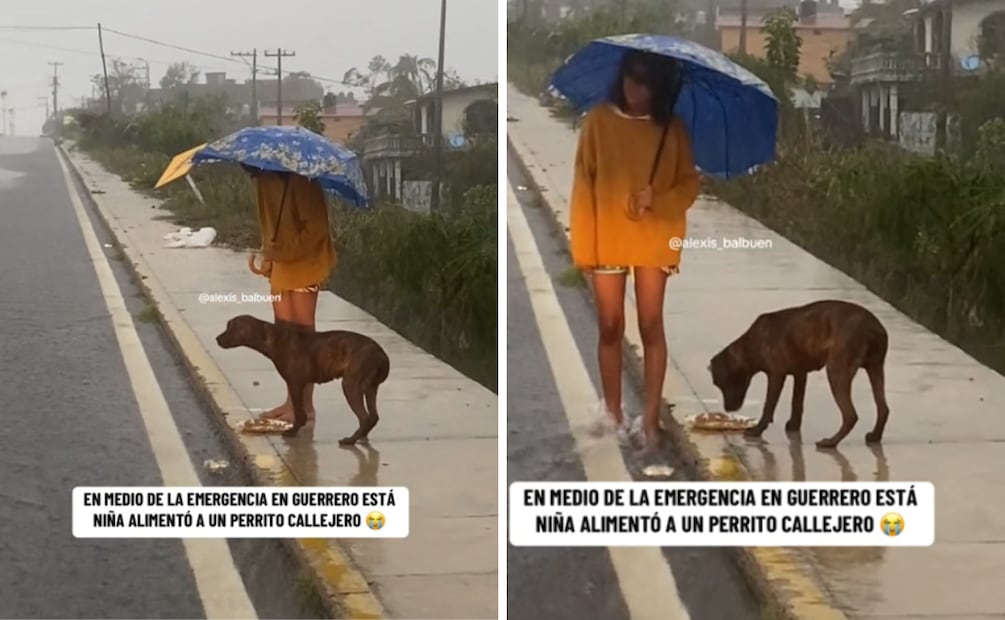 noble gesto ha generado una ola de reacciones y ha puesto en el foco la situación de los animales durante desastres naturales. Foto: Captura de pantalla en TikTok