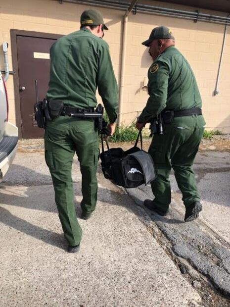 Contrabandistas abandonan a cachorro de tigre en la frontera Texas-México