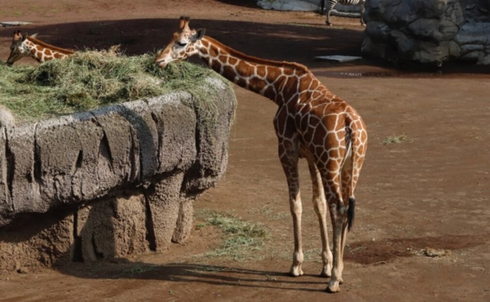 Hay recursos para alimentar “en cantidad y calidad” a animales de zoológicos: Sedema 