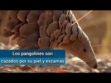 ¿Qué es el pangolín y qué tiene que ver con el coronavirus?