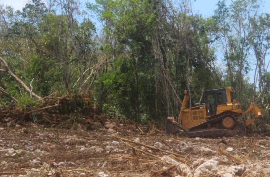 Tala y levantamiento de selva por Tren Maya alcanzan fraccionamiento en Quintana Roo