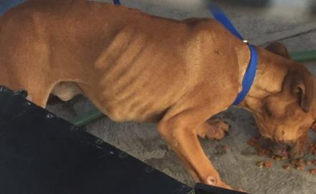 Liberan a pitbull que causó la muerte de un menor en Saltillo