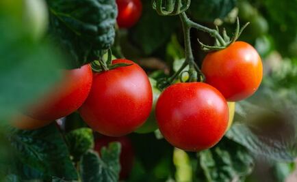 EU suspende importación de tomates de compañía mexicana por trabajo forzoso