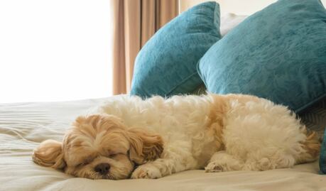 3 destinos con hoteles pet friendly en México