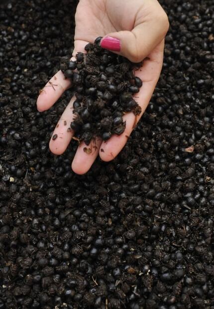 Conoce las formas de comer hormigas chicatanas