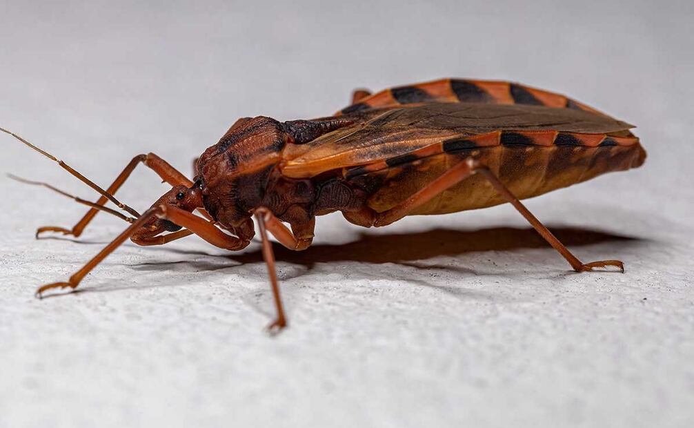 La enfermedad de Chagas produce efectos letales en su fase crónica. Foto: UNAM Global