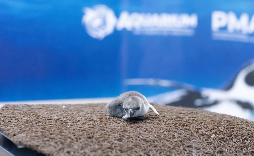Nace pingüino de Humboldt en Aquarium del Puerto de Veracruz (23/03/2025). Foto: Especial