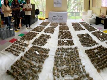 Aseguran 2 mil cactáceas y 188 animales invertebrados; serían traficados a Corea del Sur y España