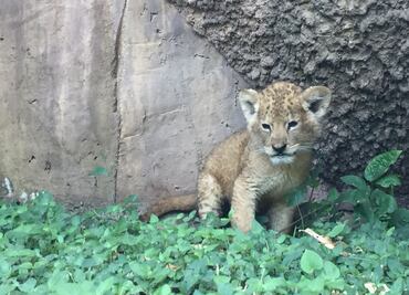 Aseguran cachorro de león africano en Tamaulipas