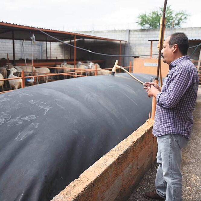 La granja El Texcal Alto es una de las empresas de Morelos que cumplen con todo el proceso de producción.  Foto: Tony Rivera/ EL UNIVERSAL