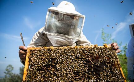 Se registran varias muertes por ataques de abejas en Sinaloa 
