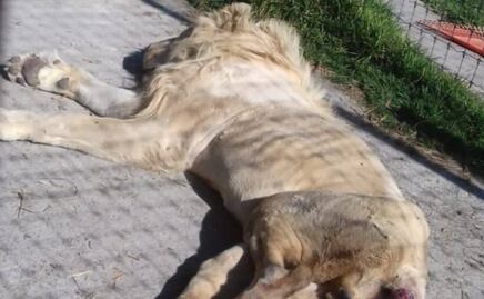 Así la fundación Black Jaguar-White Tiger pedía donativos; felinos vivían en condiciones deplorables