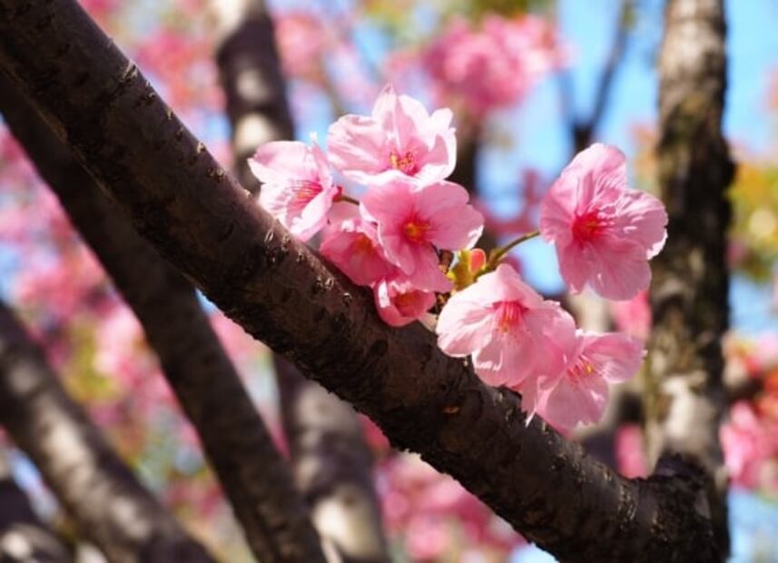 Japan Sense, experiencia holográfica para conocer Japón, desde CDMX