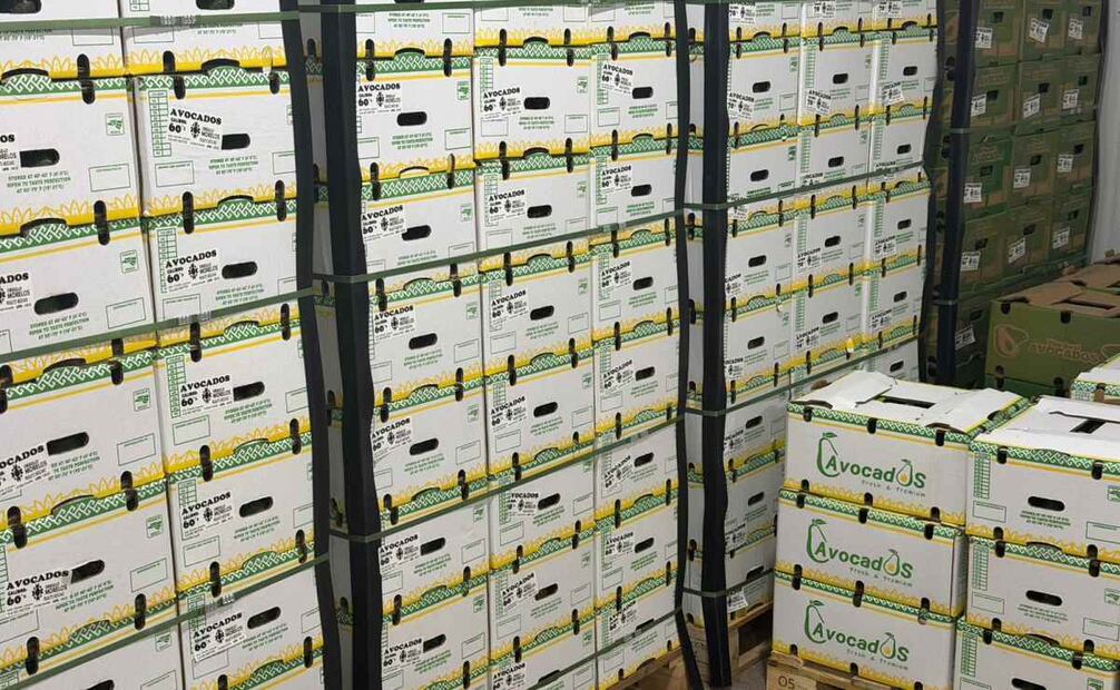 Productores de Morelos exporta primer embarque de aguacate a Canadá; envían 18 toneladas.
Foto: Especial.