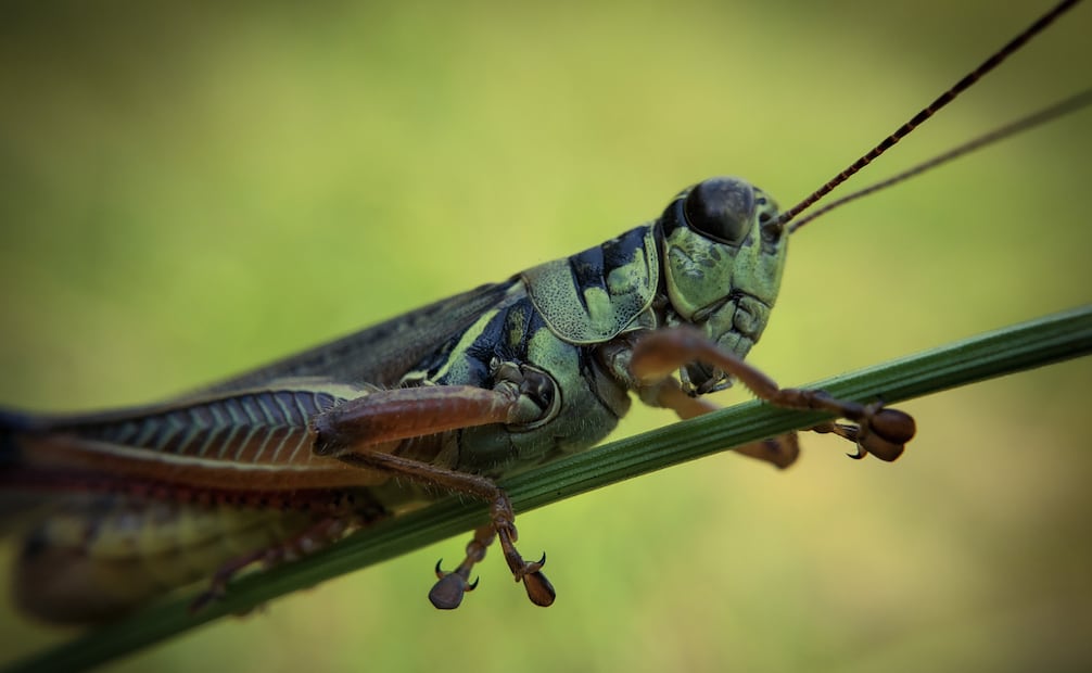 Comúnmente los chapulines estás asociados con la buena suerte y la abundancia. Foto: Canva