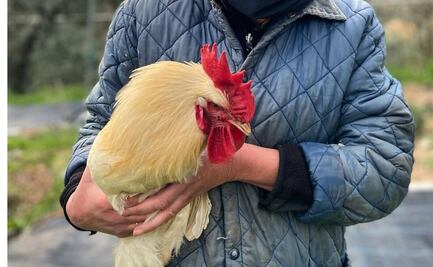 Hombre sorprende en una tienda al dejar un pollo vivo como mascota en la paquetería 