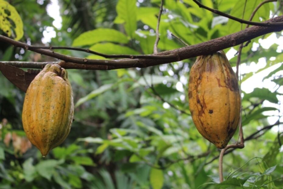 Así sabe el cacao en la zona maya de Belice