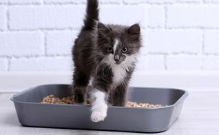 ¿Cómo limpiar el arenero de tu gato correctamente?; pasos y consejos