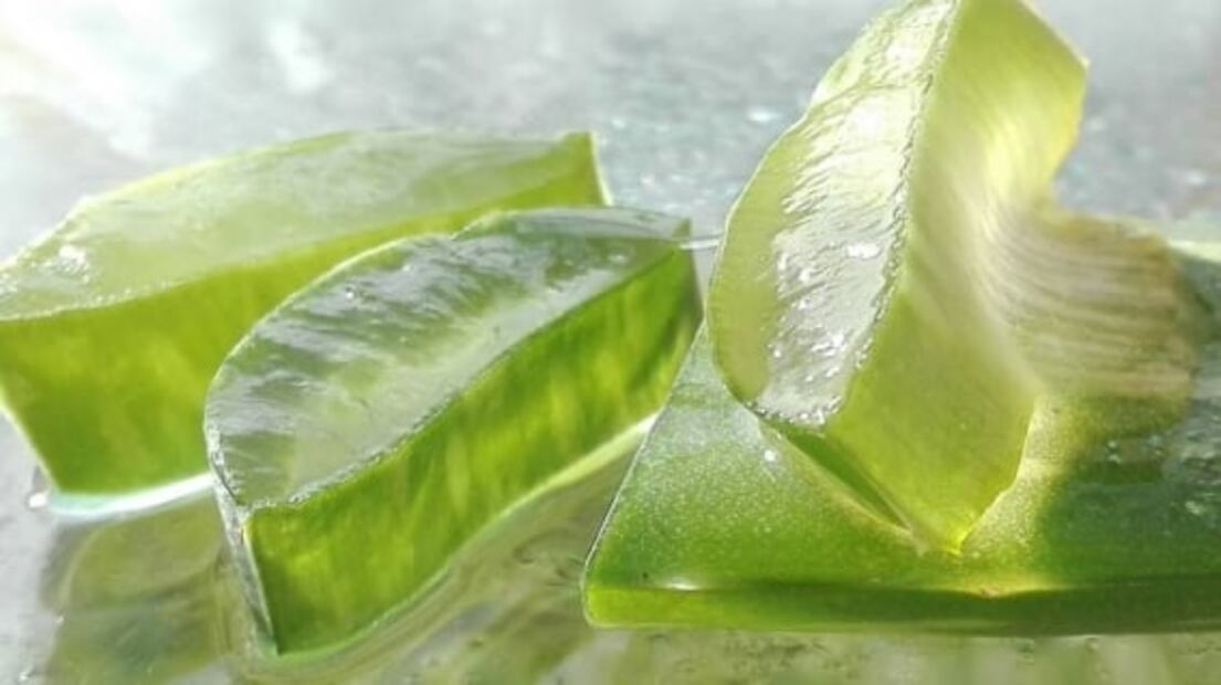 ¿Cómo extraer el aloe vera de la sábila?