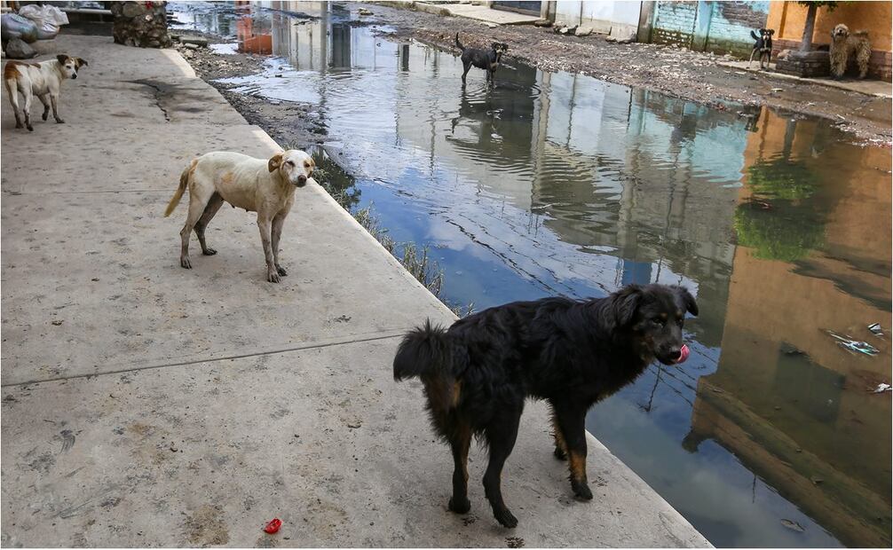 Perros y gatos sufren la inundación en Chalco, Estado de México. Foto: Luis Camacho/EL UNIVERSAL