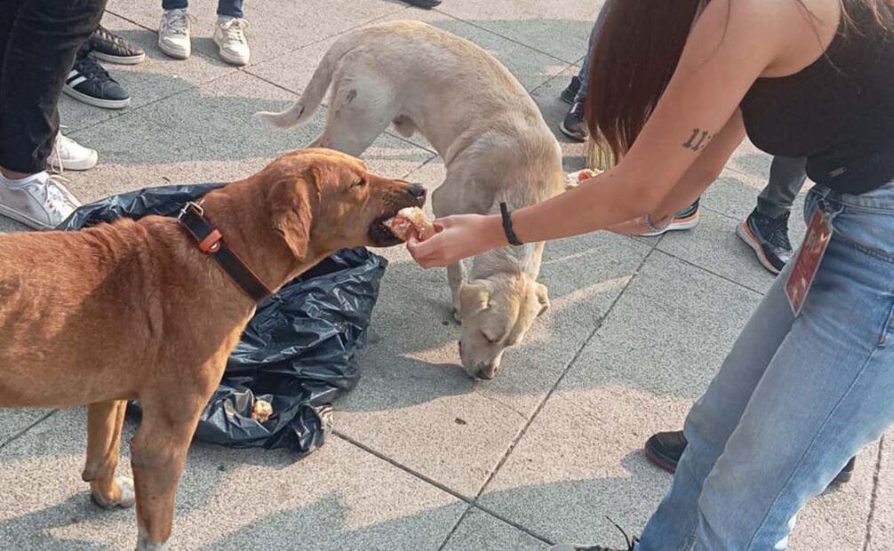 La Brigada de Vigilancia Animal reportó que se han atendido a 68 perritos peregrinos (11/12/2024). Foto: Especial