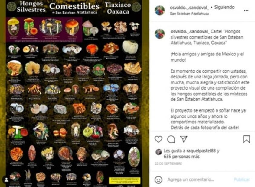 Conoce sobre hongos oaxaqueños con este cartel