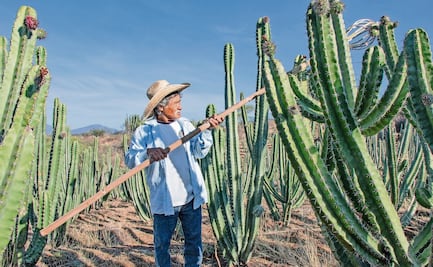 Pitaya en riesgo por Trump; deportación y aranceles de EU preocupan a productores de Oaxaca