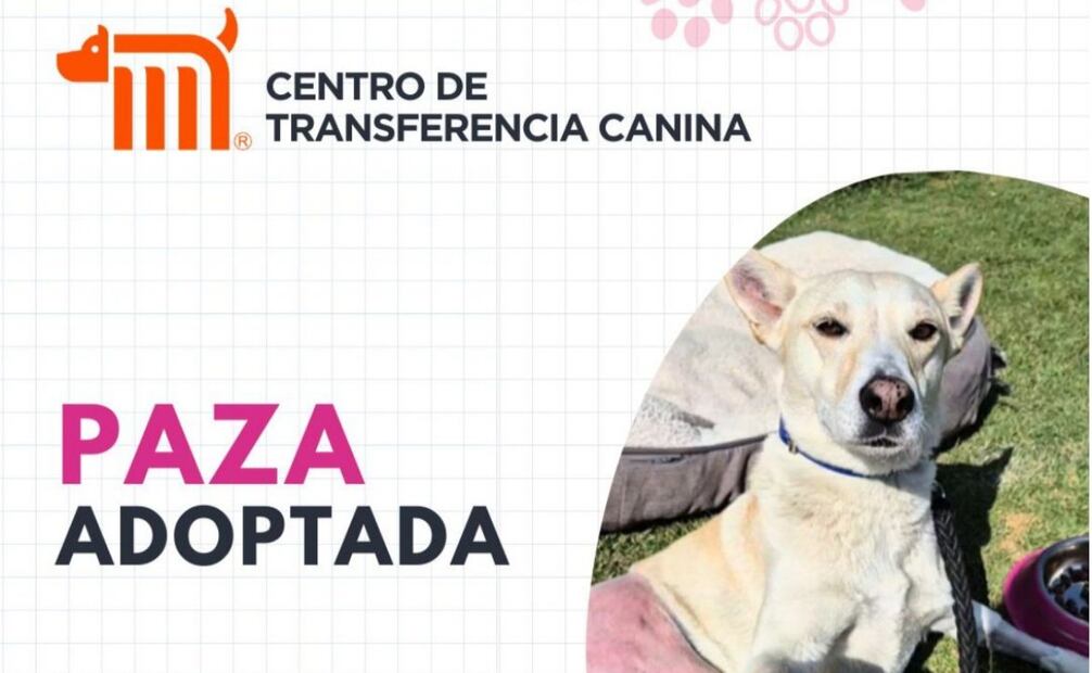 9 lomitos rescatados del Metro en lo que va del 2025 ya fueron adoptados (17/04/2025). Foto: Especial