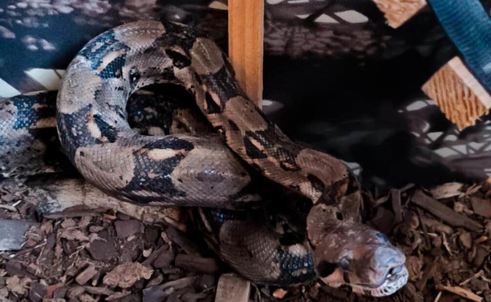 Profepa rescata una boa constrictor, una aguililla cola roja y a un cernícalo que vivían en cautiverio. Foto: Alelhí Salgado/ EL UNIVERSAL