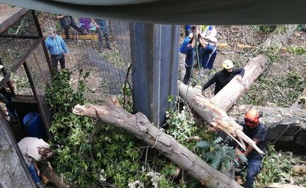 Cae árbol en Zoológico de Chapultepec y destruye zona de aviario 