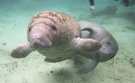 PEMEX's wells near the manatee sanctuary are closed 