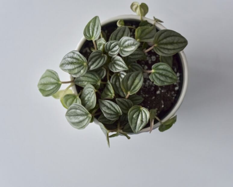Abundancia en casa: Dónde colocar las plantas según el Feng Shui