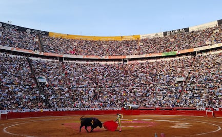 Diputados avalan reforma de protección animal, pero dejan fuera corridas de toros y peleas de perros