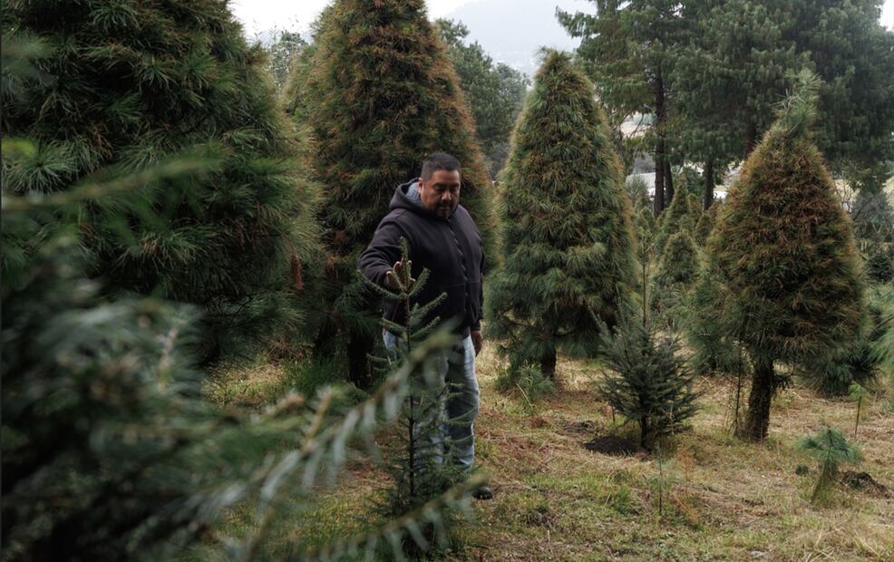 Una vez llegan los compradores, recorren el lugar junto con ellos para elegir el árbol que mejor se acomode a sus gustos y necesidades, después se serrucha el tronco, se envuelve en una malla y se le coloca una base para que los clientes se lo puedan llevar a sus casas. Foto: Yaretzi M. Osnaya/EL UNIVERSAL