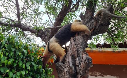 Rescatan a oso hormiguero que deambulaba en calles de Neza
