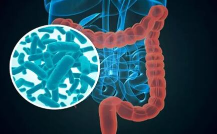 Así se desarrolla la microbiota intestinal en los primeros cinco años de vida