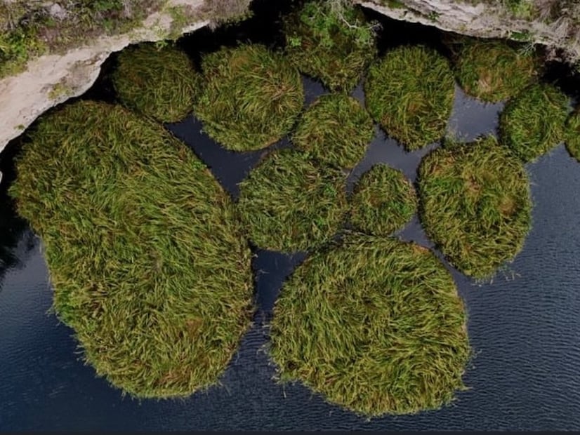 Las islas flotantes de zacate que se mueven sobre la superficie del agua son una de las postales más singulares de este cenote.

Foto: Gobierno del Estado de Tamaulipas