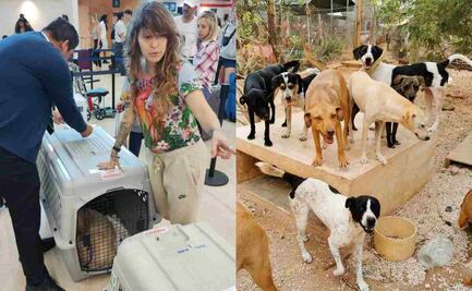 Yucatán envía 400 lomitos para su adopción en Canadá