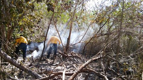 Se registra incendio en reserva ecológica de Yucatán