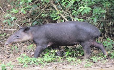 Graban a tapir embarazada en la Selva Lacandona