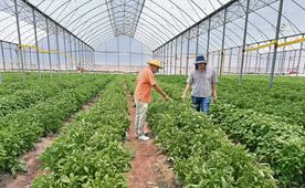 Avanza Morelos hacia un campo libre de químicos