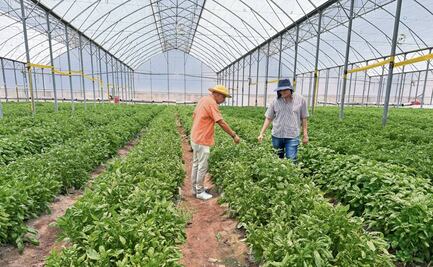 Avanza Morelos hacia un campo libre de químicos