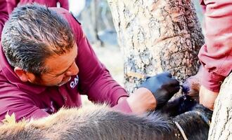 Edomex: identifican 14 casos de gusano barrenador en perros