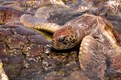 Hay maltrato animal en esta atracción turística