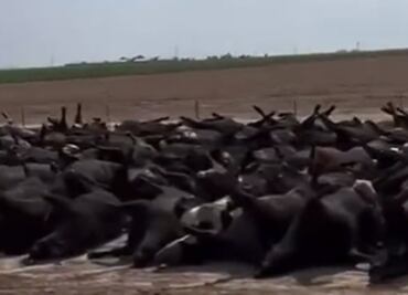 Golpe de calor mata a 400 cabezas de ganado en EU; los cuerpos de los animales quedan apilados