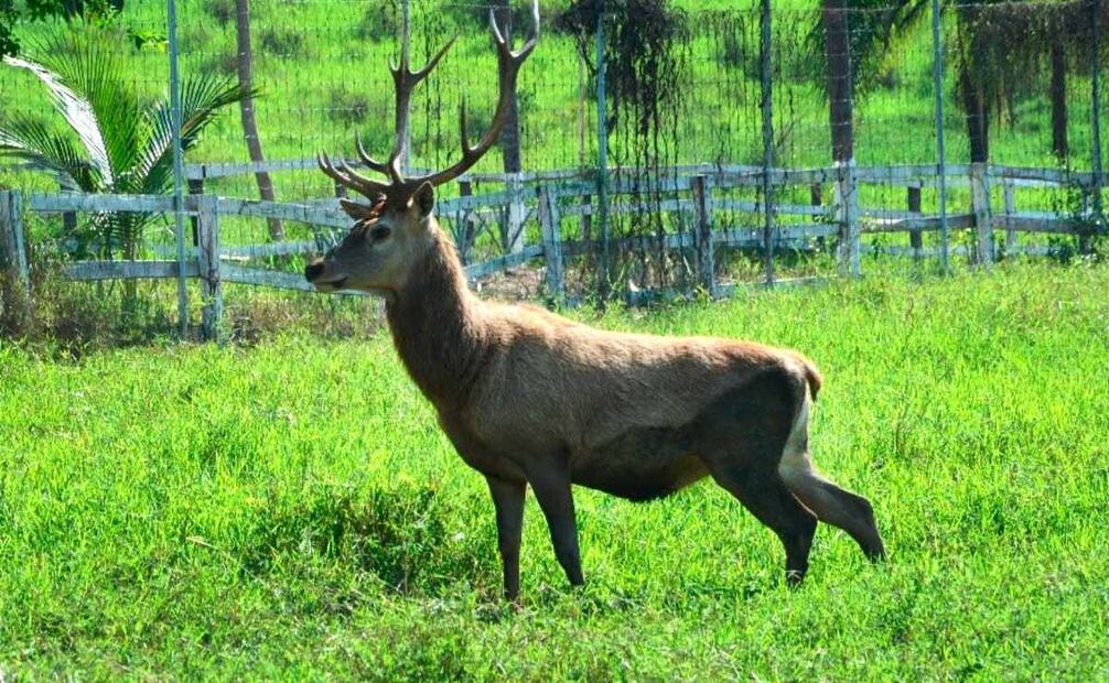 FGR asegura 2 leones y 11 venados en finca en Jalisco. Foto: Especial