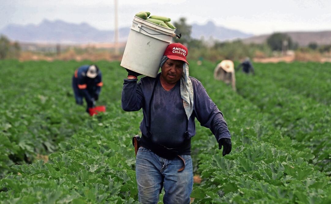 En México ya se resienten los efectos de la sequía extrema y escasez del agua en el campo, aseguran analistas. Luis Torres | EFE